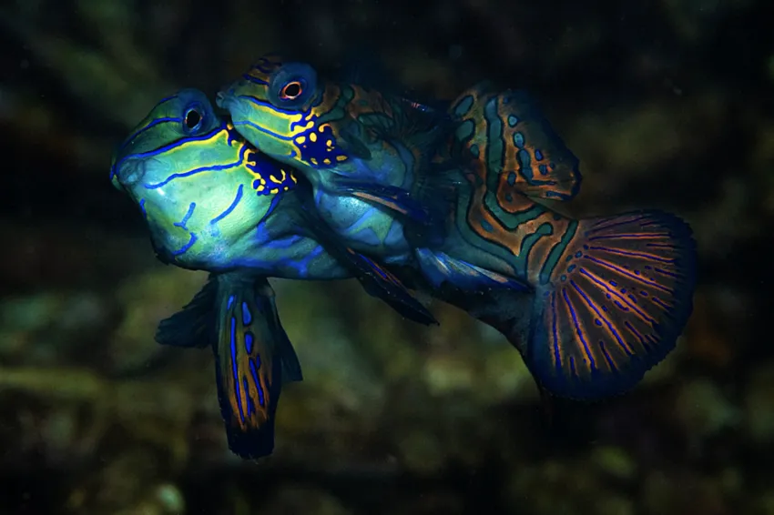 What role does coloration play in mating rituals of cute:dvql5n9v310= fish?